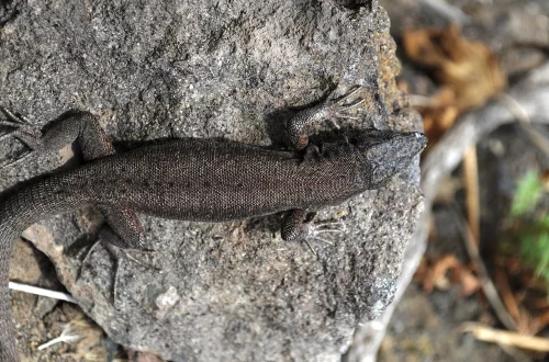 Descubre animales únicos de Italia poco conocidos: oso marsicano, salamandra de anteojos y especies raras que solo existen en este país europeo.