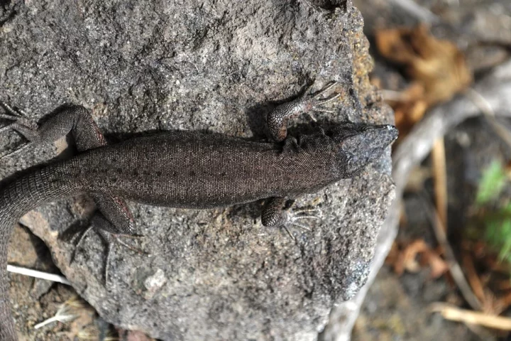 Descubre animales únicos de Italia poco conocidos: oso marsicano, salamandra de anteojos y especies raras que solo existen en este país europeo.